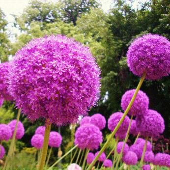 Giant Allium Plant 100 PCS Seeds