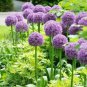 Giant Allium Plant 100 PCS Seeds