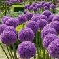 Giant Allium Plant 100 PCS Seeds