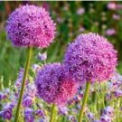 Giant Allium Seeds Mixed White Purple Yellow Blue Dark Red etc Colors 200 PCS Seeds Giant Allium Seeds Mixed White Purple Yellow Blue Dark Red etc Colors 200 PCS Seeds