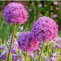 Giant Allium Seeds Mixed White Purple Yellow Blue Dark Red etc Colors 200 PCS Seeds