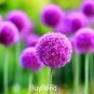 Giant Allium Seeds Mixed White Purple Yellow Blue Dark Red etc Colors 200 PCS Seeds