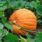 Giant Atlantic Dills Pumpkin 4 PCS Seeds