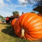 Giant Atlantic Dills Pumpkin 4 PCS Seeds