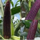 Giant Black Corn Glutinous Maize Hybrid High Yield 200 PCS Seeds Giant Black Corn Glutinous Maize Hybrid High Yield 200 PCS Seeds