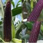 Giant Black Corn Glutinous Maize Hybrid High Yield 200 PCS Seeds