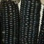Giant Black Corn Glutinous Maize Hybrid High Yield 200 PCS Seeds