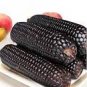 Giant Black Corn Glutinous Maize Hybrid High Yield 200 PCS Seeds