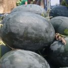 Giant Black Skin Red Inside Ellipse Watermelon 8 PCS Seeds