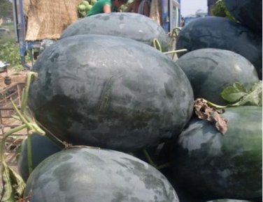 Giant Black Skin Red Inside Ellipse Watermelon 8 PCS Seeds