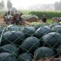 Giant Black Skin Red Inside Ellipse Watermelon 8 PCS Seeds