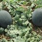 Giant Black Skin Red Inside Ellipse Watermelon 8 PCS Seeds