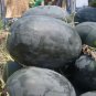 Giant Black Skin Red Inside Ellipse Watermelon 8 PCS Seeds