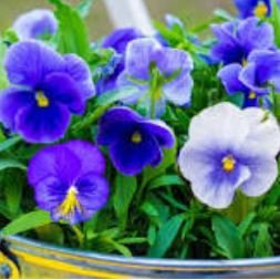 Giant Blue Pansy Seeds Herbs Trinity Hardy Plants Flowers 60 PCS Seeds