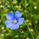 Giant Dark Blue & Light Blue Flax Linum Usitatissimum 100 PCS Seeds