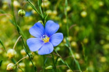 Giant Dark Blue & Light Blue Flax Linum Usitatissimum 100 PCS Seeds