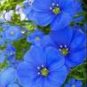 Giant Dark Blue & Light Blue Flax Linum Usitatissimum 100 PCS Seeds