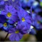 Giant Dark Blue & Light Blue Flax Linum Usitatissimum 100 PCS Seeds