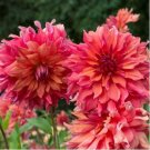 Giant Dinnerplate Dahlia Fresh Red Flowers with White Edge 100 PCS Seeds Giant Dinnerplate Dahlia Fresh Red Flowers with White Edge 100 PCS Seeds