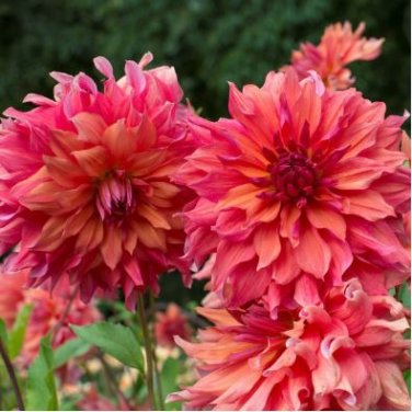 Giant Dinnerplate Dahlia Fresh Red Flowers with White Edge 100 PCS Seeds
