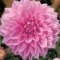 Giant Dinnerplate Dahlia Fresh Red Flowers with White Edge 100 PCS Seeds