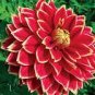 Giant Dinnerplate Dahlia Fresh Red Flowers with White Edge 100 PCS Seeds