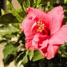 Giant Double Hibiscus 100 PCS Seeds