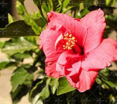 Giant Double Hibiscus 100 PCS Seeds