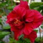 Giant Double Hibiscus 100 PCS Seeds