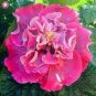 Giant Double Hibiscus 100 PCS Seeds