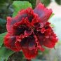 Giant Double Hibiscus 100 PCS Seeds