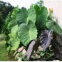 Giant Elephant Ear Seeds Dark Green Color 100 PCS Seeds