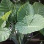 Giant Elephant Ear Seeds Dark Green Color 100 PCS Seeds