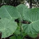 Giant Elephant Seeds Dark Green Color 100 PCS Seeds Giant Elephant Seeds Dark Green Color 100 PCS Seeds