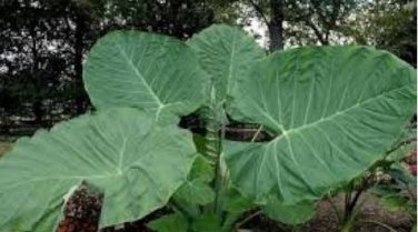 Giant Elephant Seeds Dark Green Color 100 PCS Seeds