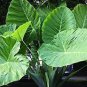Giant Elephant Seeds Dark Green Color 100 PCS Seeds