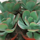 Giant Hens and Chicks Echeveria Gigantea Succulent 10 PCS Seeds