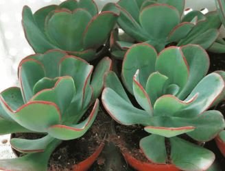 Giant Hens and Chicks Echeveria Gigantea Succulent 10 PCS Seeds