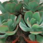 Giant Hens and Chicks Echeveria Gigantea Succulent 10 PCS Seeds