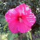 Giant Hibiscus Flower Seeds Rose Pink Flowers 100 PCS Seeds Giant Hibiscus Flower Seeds Rose Pink Flowers 100 PCS Seeds