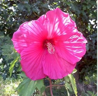 Giant Hibiscus Flower Seeds Rose Pink Flowers 100 PCS Seeds
