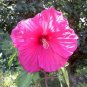 Giant Hibiscus Flower Seeds Rose Pink Flowers 100 PCS Seeds