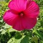 Giant Hibiscus Flower Seeds Rose Pink Flowers 100 PCS Seeds