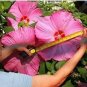 Giant Hibiscus Flower Seeds Rose Pink Flowers 100 PCS Seeds