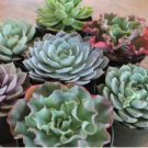 Giant Hens and Chicks Echeveria Gigantea Succulent 100 PCS Seeds