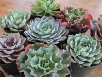 Giant Hens and Chicks Echeveria Gigantea Succulent 100 PCS Seeds