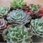 Giant Hens and Chicks Echeveria Gigantea Succulent 100 PCS Seeds