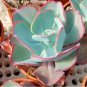Giant Hens and Chicks Echeveria Gigantea Succulent 100 PCS Seeds