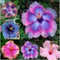 Giant Hibiscus Mixed Flower 100 PCS Seeds
