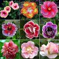 Giant Hibiscus Mixed Flower 100 PCS Seeds